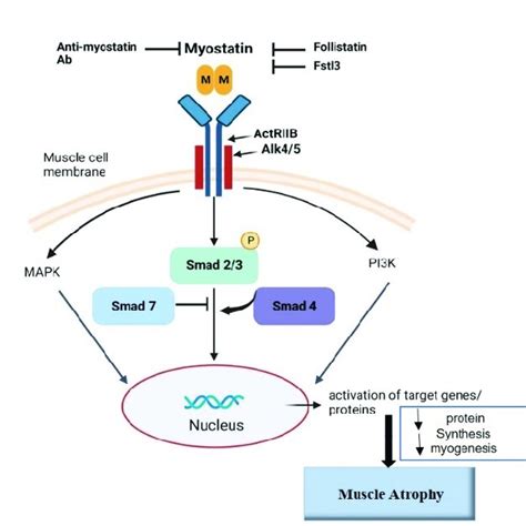 Myostatin